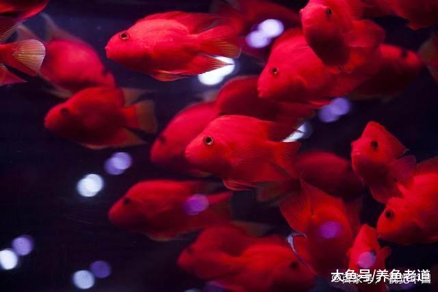 鱼缸大换水等同于换鱼, 大家不要再去这么做了!