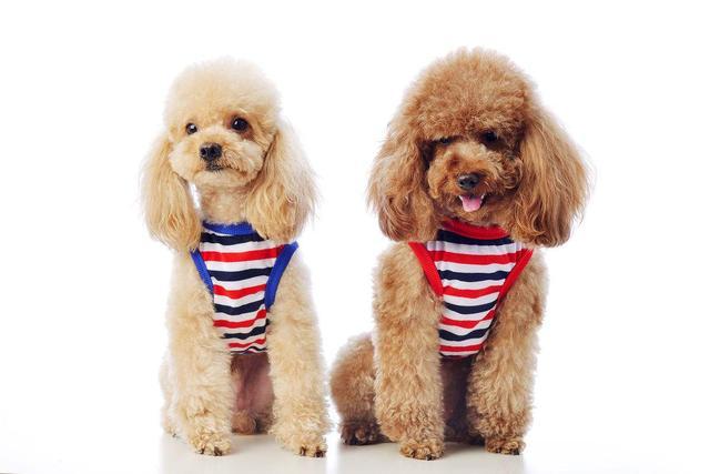 冬春交接之際，泰迪身體要注意這“3點”，鏟屎官最容易忽視