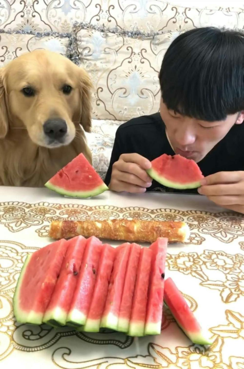 一网友闲得蛋疼找金毛比赛吃西瓜, 结局出乎意料, 姜还是老的辣