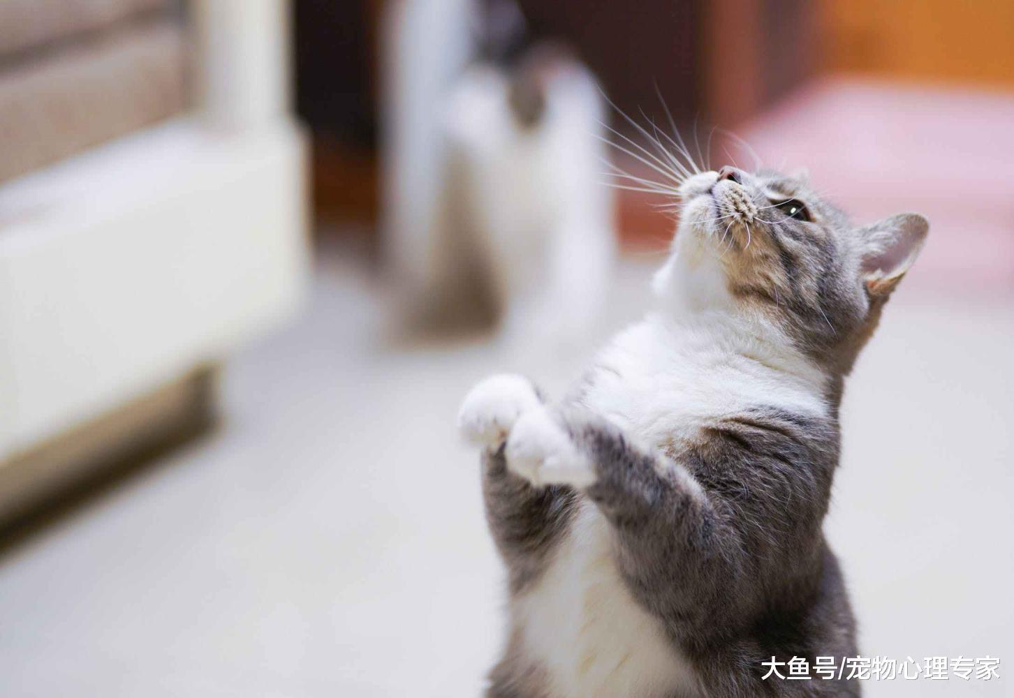 為什么都說貓咪的胡須不能剪？盤點關于貓咪胡子的小秘密