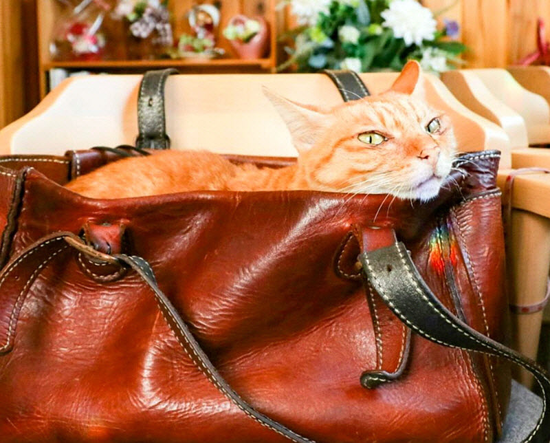 真事！科技公司的CEO竟然聘任两只猫咪为员工并带它们到处旅行