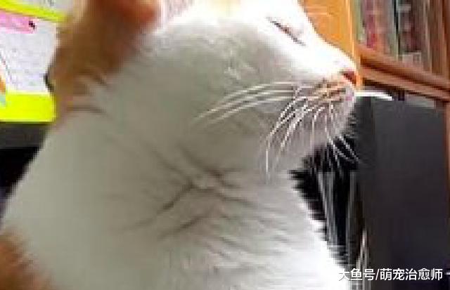 网友买了份臭豆腐，猫咪坐在一旁闭上眼睛冥思：主人要吃粑粑？