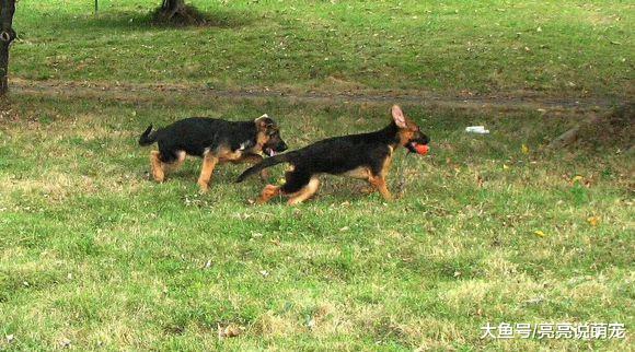 网友带德牧出来玩儿，玩了一会儿就累了，狗：歇会儿！