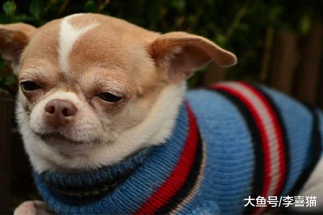 狗狗长期不刷牙易患多种口腔病，主人需掌握四点爱犬牙齿护理方法