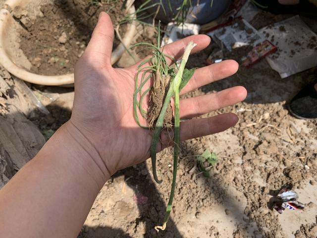 哈士奇因无聊对院中小葱下口，铲屎官亮出狗肉汤后，二哈机智认怂