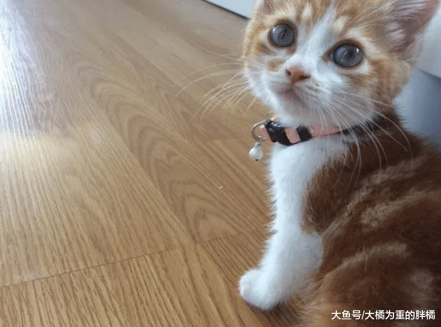 小橘猫被困在高速路上，小伙封路救猫，却被小橘猫“戏耍”了三次
