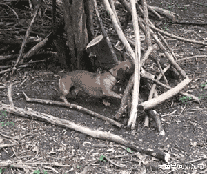 一只非常喜欢收集木棍的狗，每天都会叼木棍回家，看来是想当木匠