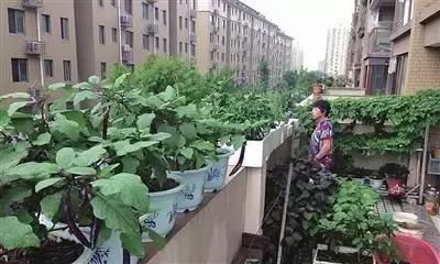 几十万的阳台，被大妈拿来种菜，网友：这个大妈有点牛