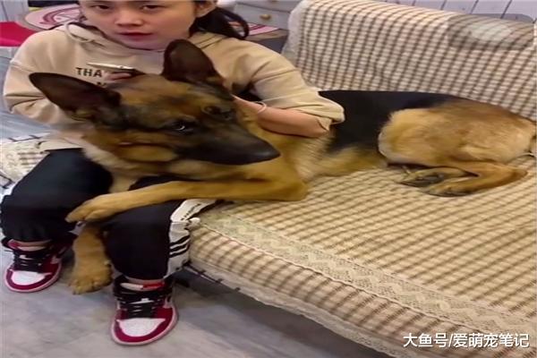 男主不想刷碗, 女主就让德牧用眼神瞪它, 网友: 神同步的死亡凝视