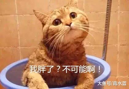 盘点那些没心没肺的橘猫，真是心宽体胖：这颜色就没让我失望过