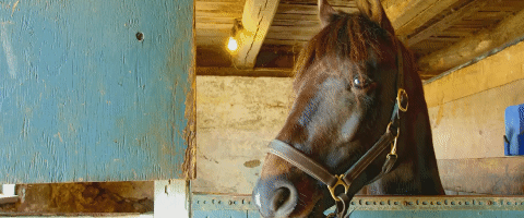 【大象】因为人类,有些动物甚至开始反向进化