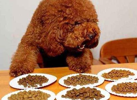 泰迪这5个“求救”信号，宠主千万别视而不见！