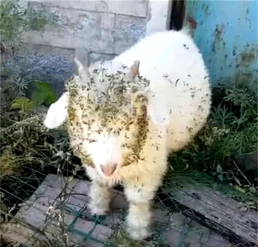 小羊獨自跑出去，回來后滿臉“蜜蜂”，主人仔細一看欲哭無淚