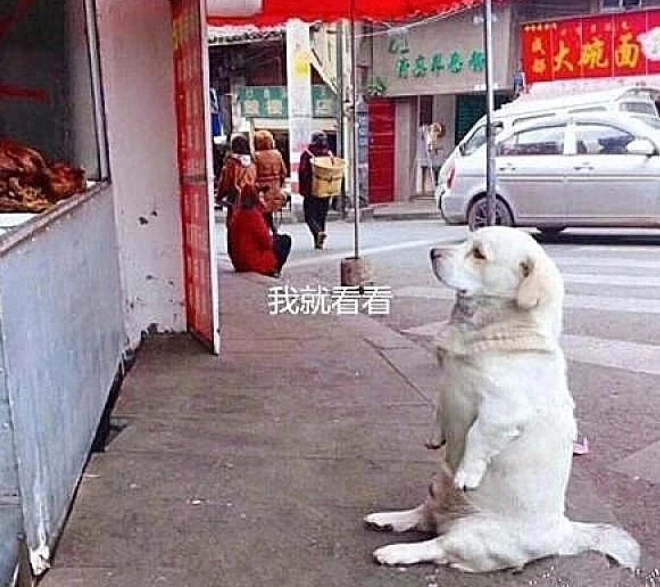 可爱的狗狗坐在烤肉店门口，不给吃就不走，就赖在这里了