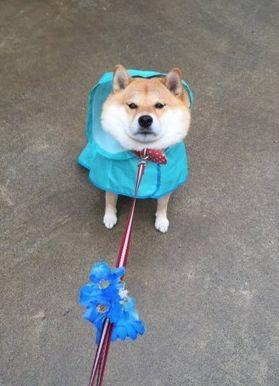 拒絕不是柴犬的專利，薩摩耶犟起來也會被勒出雙下巴
