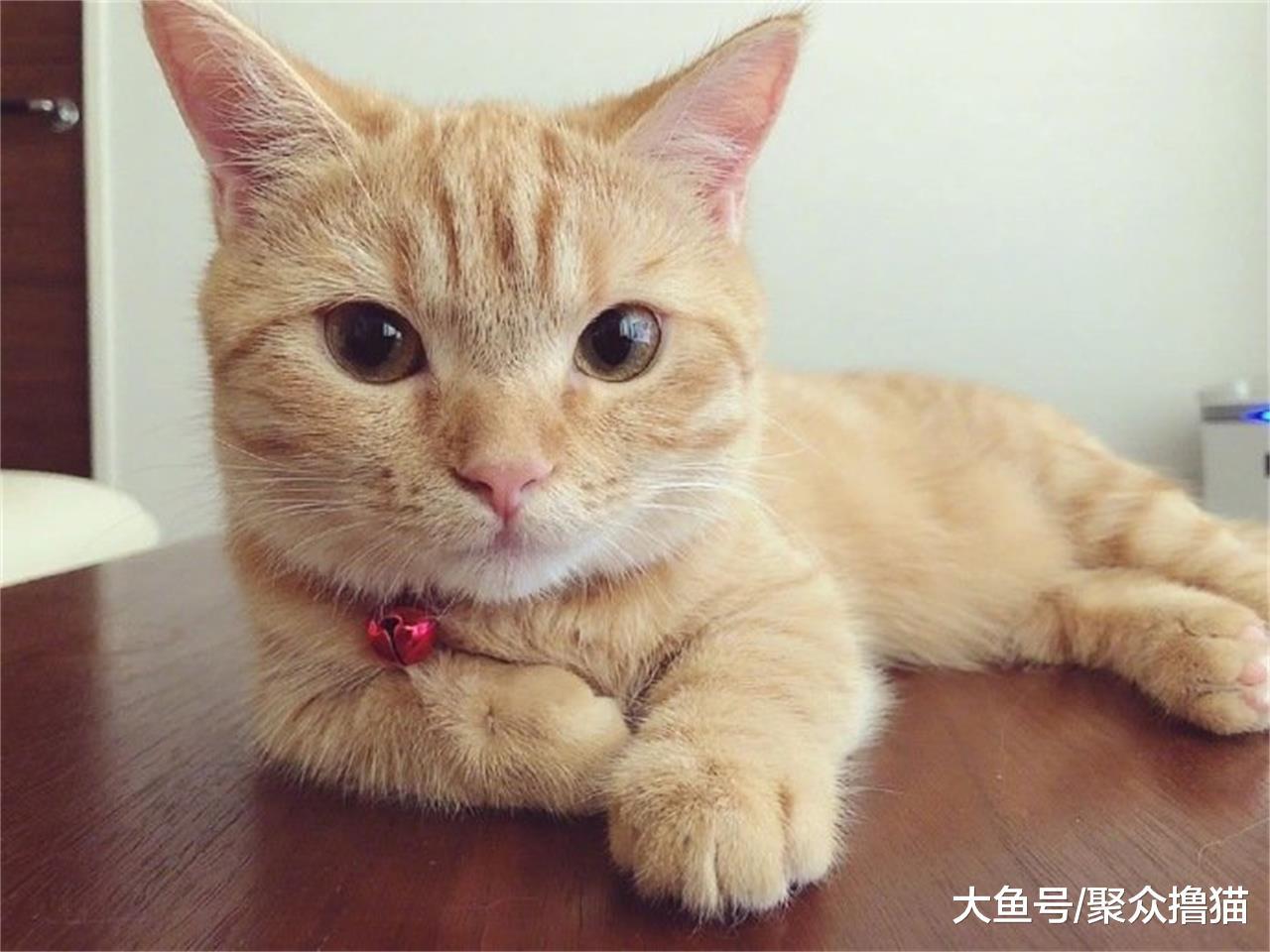 猫咪嘴巴臭是咋回事，解决这四点问题，轻松应对，分享给家人吧