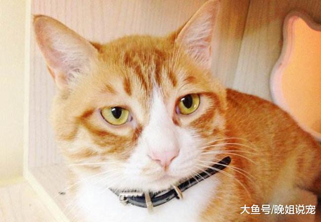 ??判断猫咪是不是“老了”? 出现这5种行为时, 表示它快要离开你了