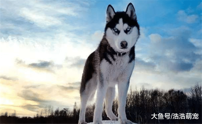 下面5种狗狗见人就亲, 最好不要养, 偷狗贼最喜欢偷它们