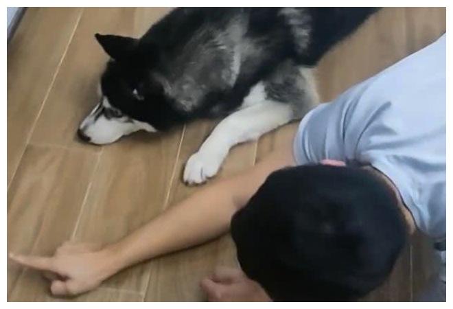 主人将哈士奇寄养朋友家, 朋友与它零障碍交流, 主人都不要了