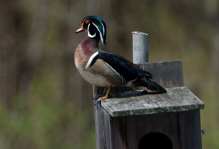 猫头鹰错捡鸭蛋，傻傻孵到破壳，看到鸭宝宝后它一脸懵，你哪位？