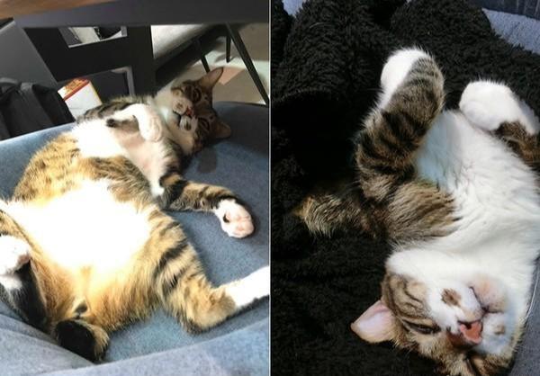 猫咪睡觉偶像包袱全掉，翻白眼又傻兮兮，主人：猫要有猫的样子