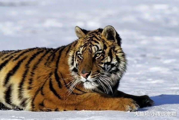 什么動物能殺死東北虎，野生東北虎有多厲害你知道嗎？