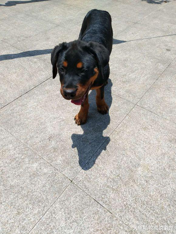 罗威纳很自由，它可以自己在门外玩，有陌生人就躲回家