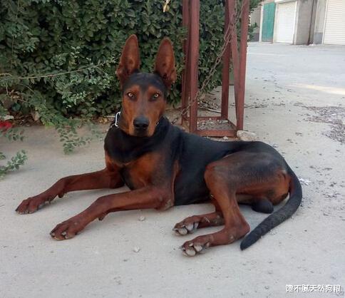 “土狗”很丑？那是你没见过这5种颜值爆表的狗