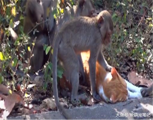 橘猫被猴子当作“压寨夫人”，每天都集体撸猫，全网最没地位的喵