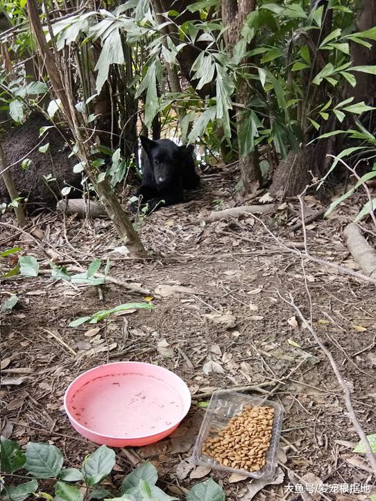 丧心病狂！黑狗被遗弃垃圾堆，嘴巴被胶带封住无法进食