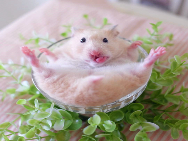 仓鼠变脸太快，只要有好吃的，鼠鼠立刻笑容满面