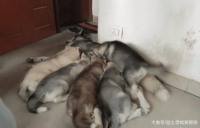 带二哈回老家生宝宝，结果它却越来越瘦，知道原因后主人笑了