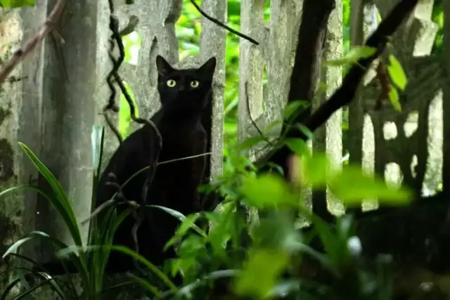 【逃城】猫的伊甸园