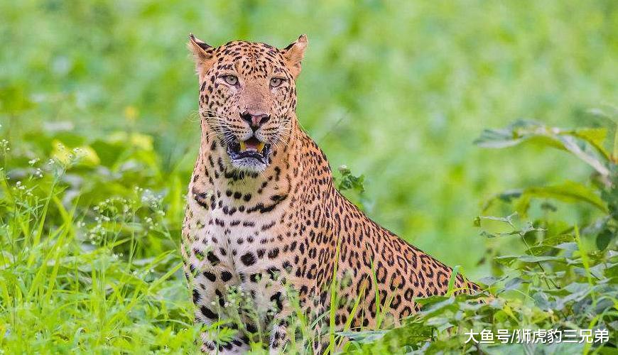 這種貓科動物美洲豹之下無對手，但卻處處被猛犬克制