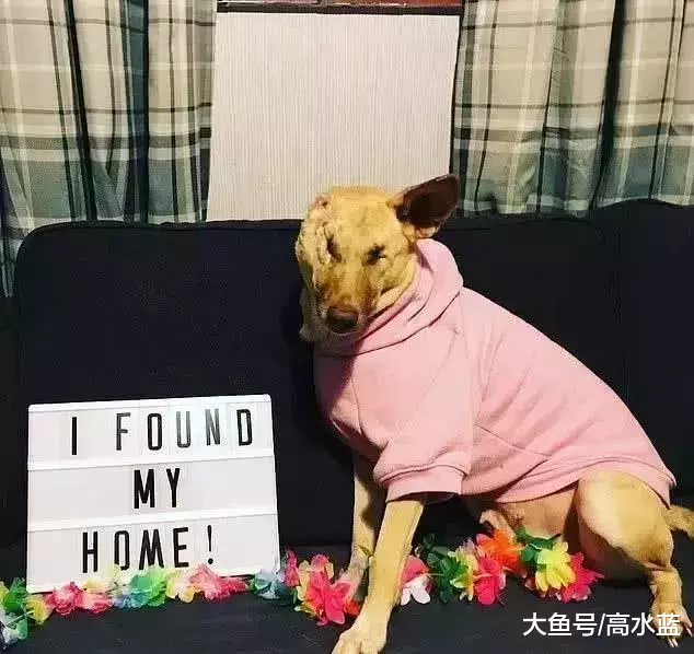 狗狗遭人虐待身中17枪，逃出来后，却喜欢做治疗犬给人带来欢乐