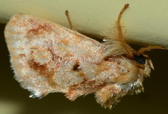 美丽的蝴蝶，来自它们更漂亮的毛毛虫