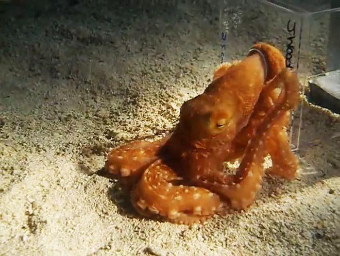 看起来平平无奇的章鱼, 原来还有这不为人知的一面