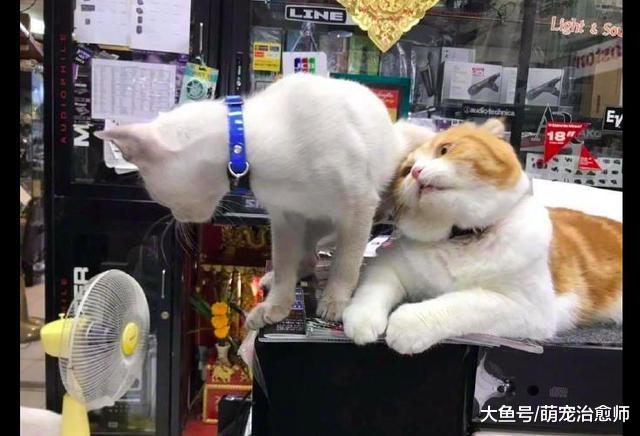 猫咪不小心闻到了同伴的屁股, 表情都凝固了, 这是被熏傻了吗?