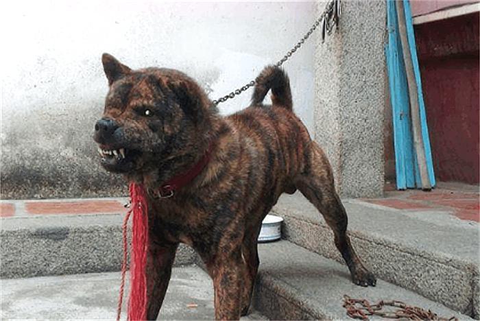 为什么狗狗都喜欢仗人势？什么样的主人狗狗会很怂？