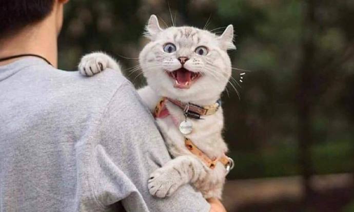 猫猫没错，是人类不该把东西放到猫猫想睡觉的地方