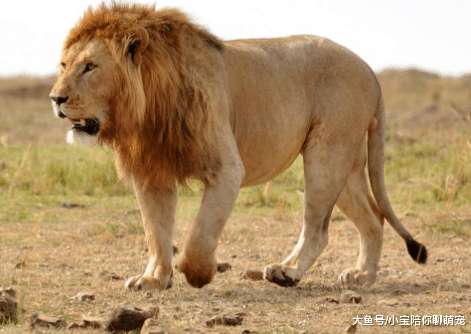 动物中谁是速度之王？这4种屈指可数！一般动物不能比