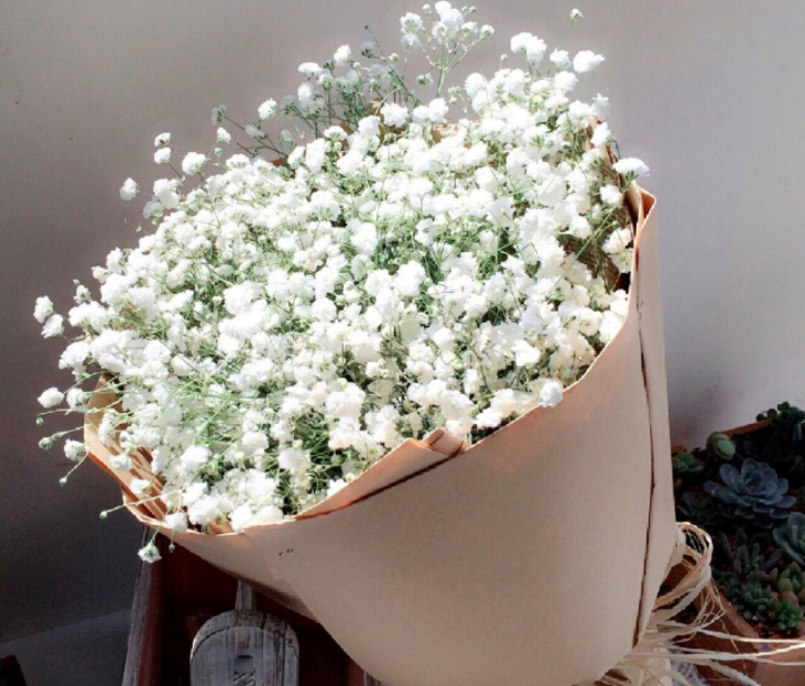 滿天星是蓬松輕盈的小花，是適合搭配其他植物的好配角