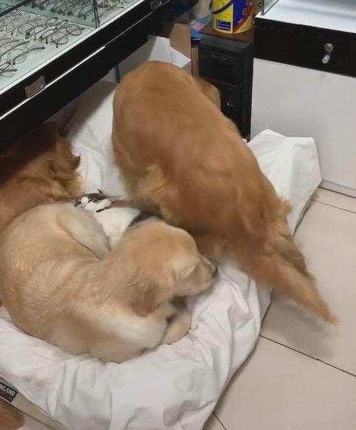 猫咪与2只金毛温暖熟睡，谁知又来一只庞然大物，把猫咪压得惨叫