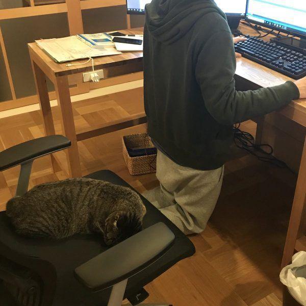 羡慕别人能和猫咪一起上班, 别多想, 事实没你想的那么梦幻