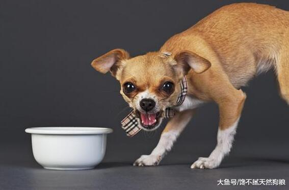 细解狗狗“咬人”的原因, 不想给狗咬, 劝你牢记这几点!