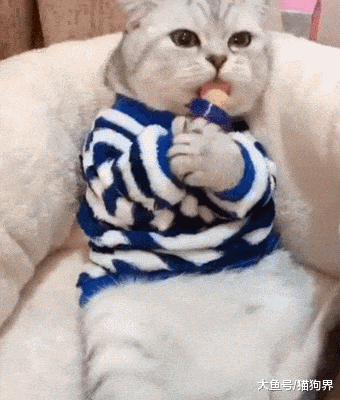 猫咪吃糖糖, 嗦的好嗨哦! 根本停不下来, 网友: 能不能有点猫样