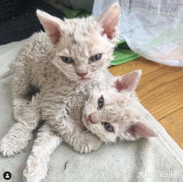 路边捡到脏兮兮流浪猫，全身毛发卷卷的猫咪，原来是稀有品种