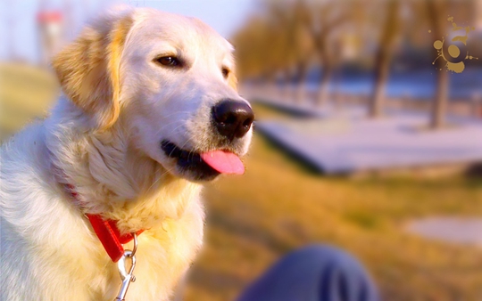 开店问答|为什么现在很多宠物美容师毕业后都选择开宠物店呢？