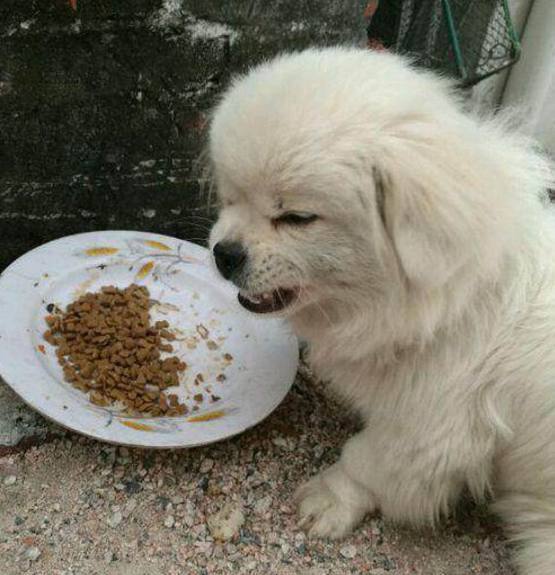 流浪狗四处流荡觅食，误入男子院子里，接下来发生的事意想不到！