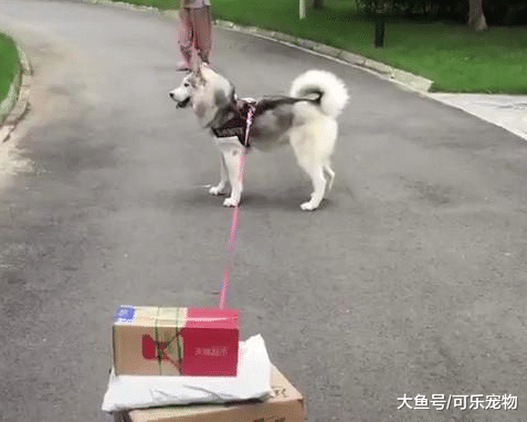 哈士奇也是有用的，能帮主人取快递，也能替主人撕开快递